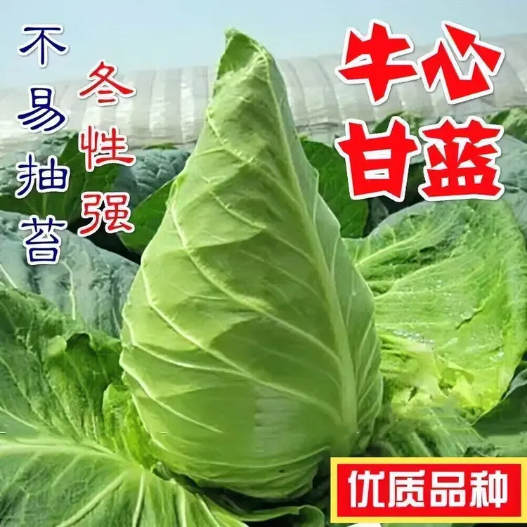 牛心甘蓝种子四季尖头包心菜牛心菜卷心菜特大包菜春秋播蔬菜种子