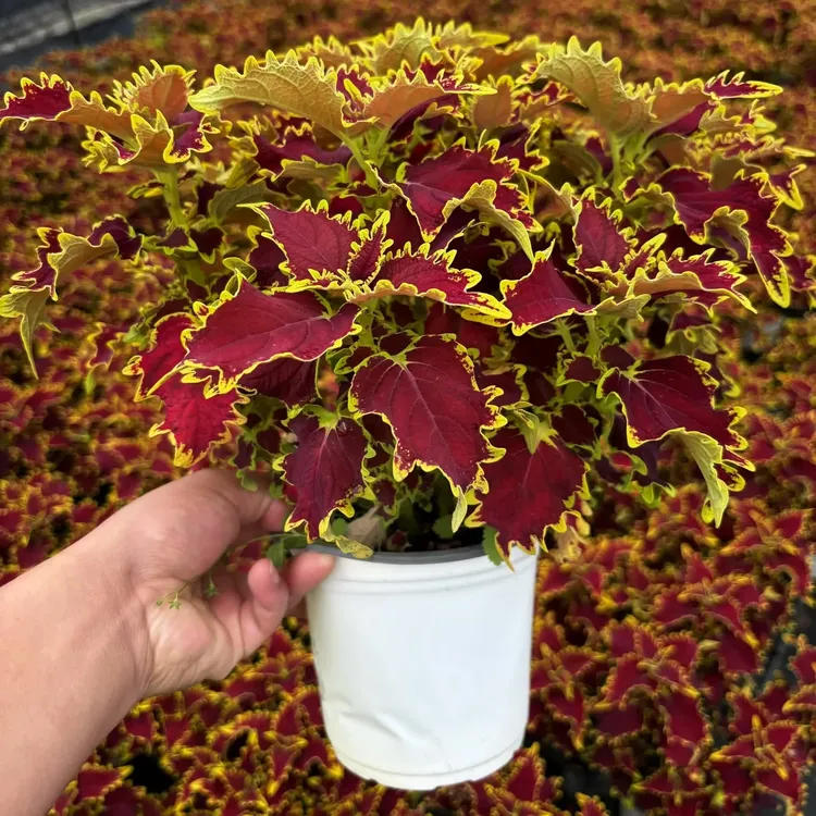 【红叶】彩叶草盆栽红色叶子五彩苏四季观叶植物室内阳台庭院易养护
