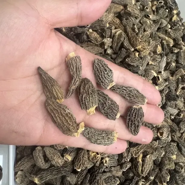 云南头茬无硫羊肚菌干货肉厚饱满煲汤佳品