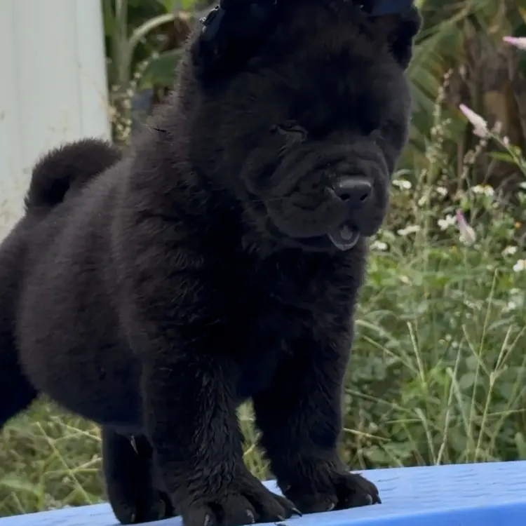 中华田园犬五黑犬幼犬广西猎犬看家护院活体