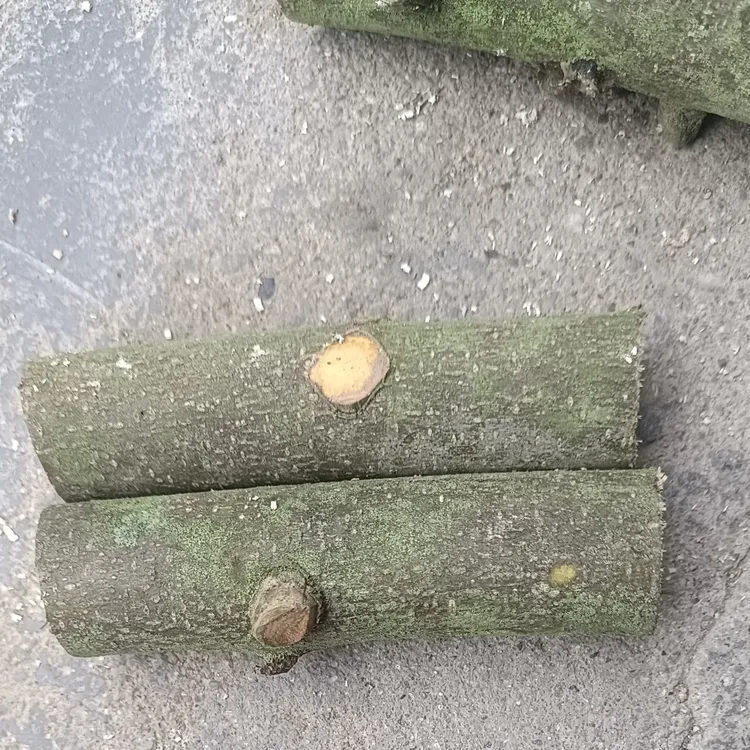 纯天然野生花椒木婴儿磨牙棒原木粗2到3公分包邮