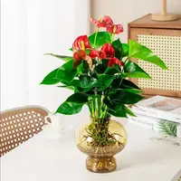 【带花发货】红掌水培盆栽室内绿植花卉客厅书房办公室花卉