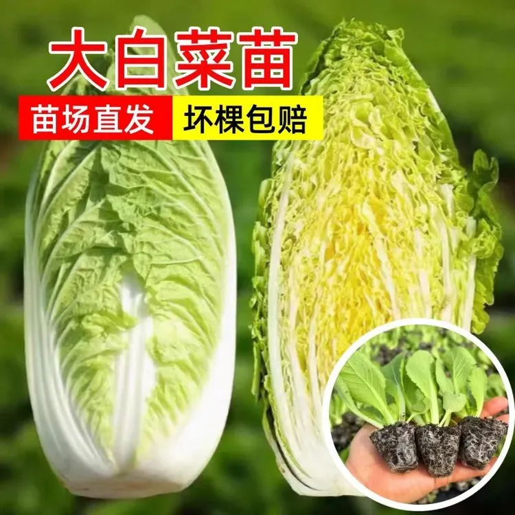 山东寿光优质蔬菜苗黄心大白菜秧苗带土发货秋冬季蔬菜秧苗白菜苗