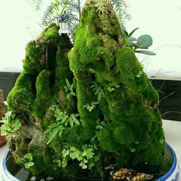 苔藓粉苔藓孢子粉盆景苔藓种子假山青苔粉苔藓植物铺面苔藓微景观