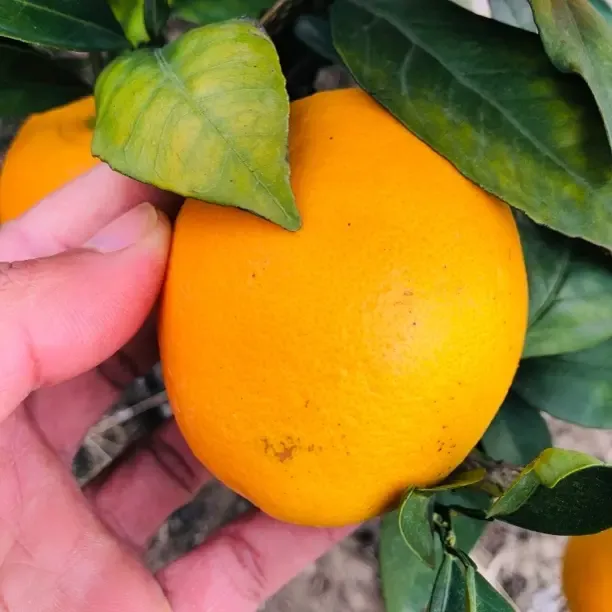 正宗广西长寿之乡富川脐橙新鲜现摘产地直发香甜多汁爆汁橙子