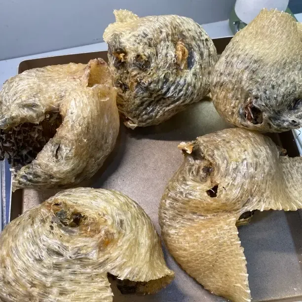 鱼皮刺龟皮深海刺豚鱼