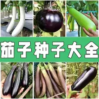 【五袋包邮】茄子大全种子茄子种子露天高产多种茄子种子好种好成活