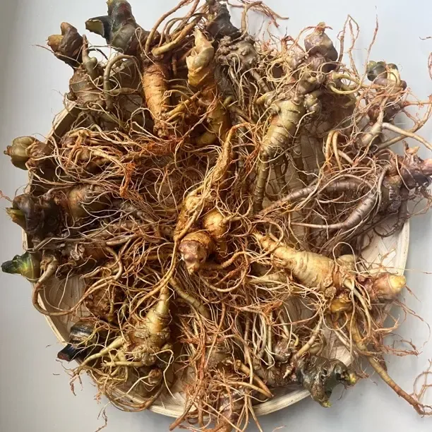 云南文山三七新鲜带土鲜现挖产地直发可煲汤泡酒微残自用实惠款