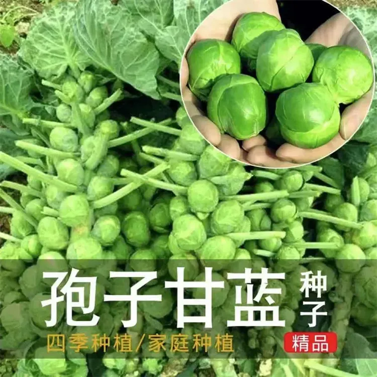 孢子甘蓝种子抱子甘蓝春秋季小型芽球包心菜阳台庭院四季播种简单