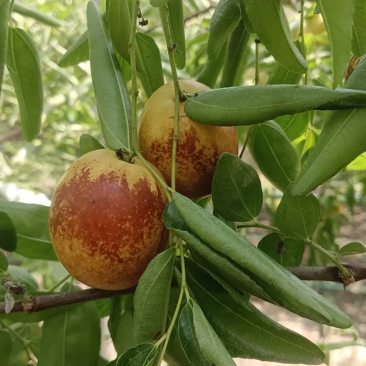 【爆甜】山东冰糖冬枣脆甜多汁自家果园新鲜采摘应季水果中通包邮