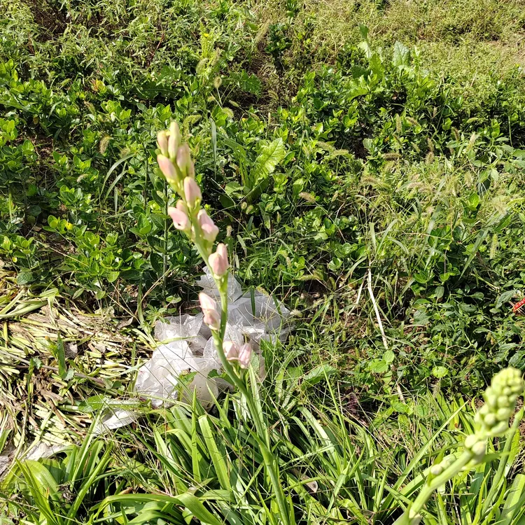 重瓣晚香玉种球浓香型四季开花浓香花卉适合庭院种植毛慈菇