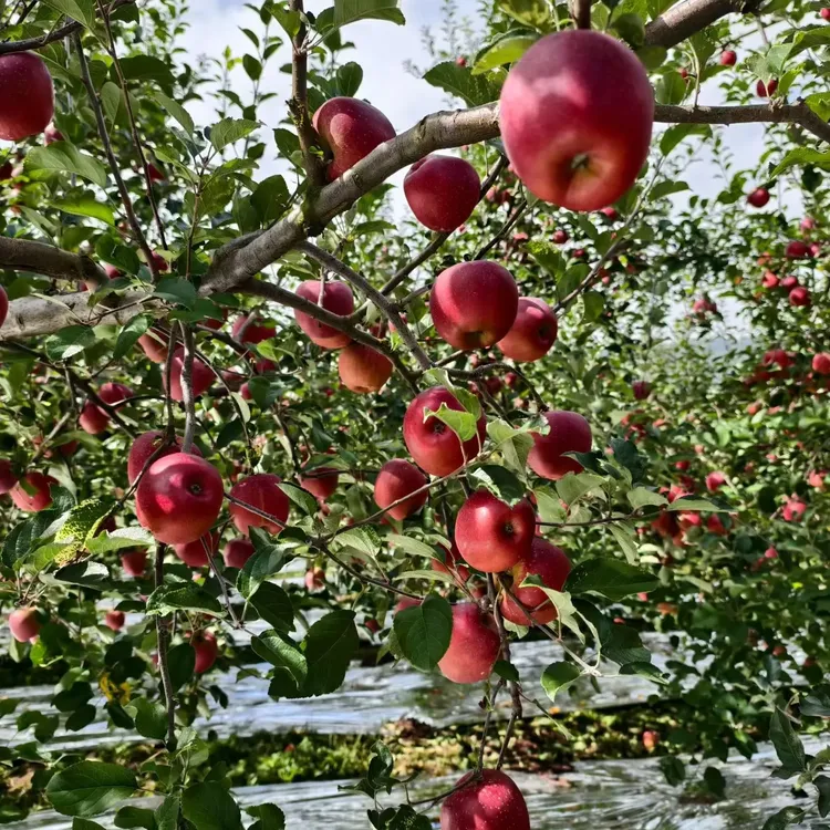 云南昭通糖心苹果脆甜多汁现摘现发