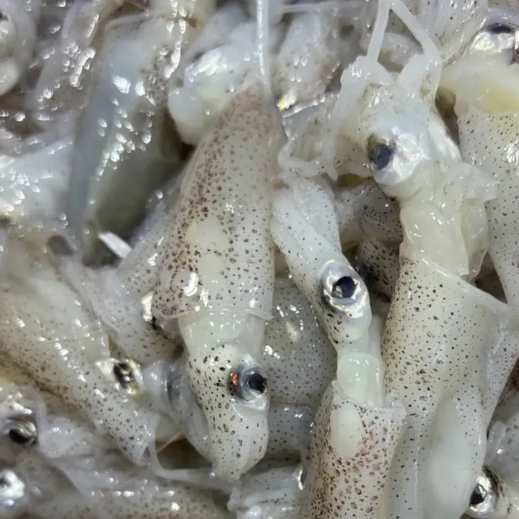 大连原浆野生海兔  顺丰包邮