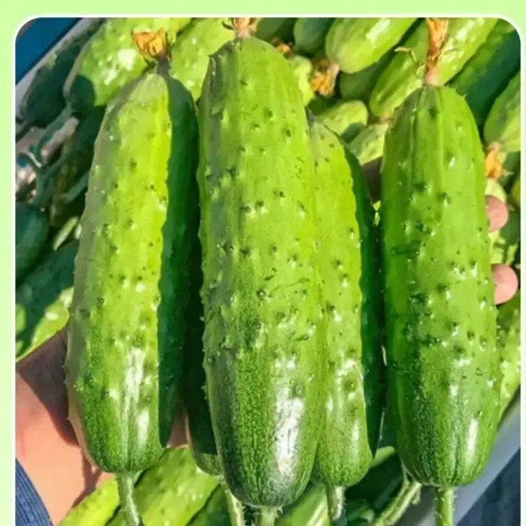 【水果黄瓜】水晶满地爬黄瓜种子水果黄瓜种子苗盆栽四季蔬菜种籽商品图