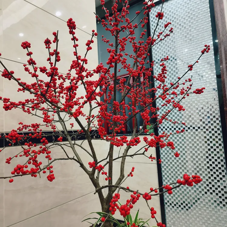 北美冬青鲜切枝红果年宵花室内外装饰花卉