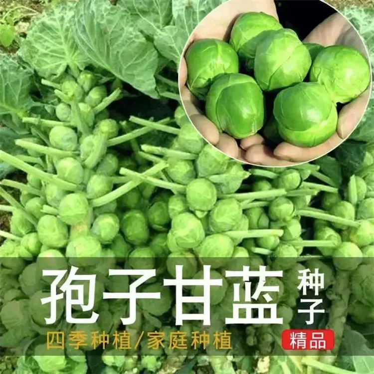孢子甘蓝种子抱子甘蓝春秋季小型芽球包心菜阳台庭院四季蔬菜秧苗