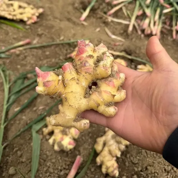 贵州小黄姜新鲜现挖老姜辛辣月子姜高山土姜应季蔬菜生姜