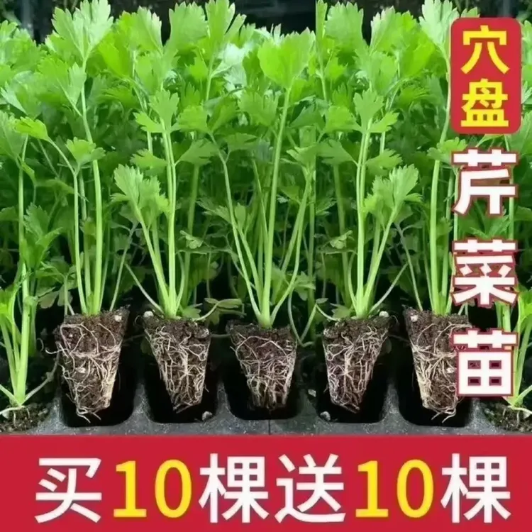 【8快8 33棵】带土皇后西芹菜苗香芹根芹高产春秋盆栽阳台基地直发