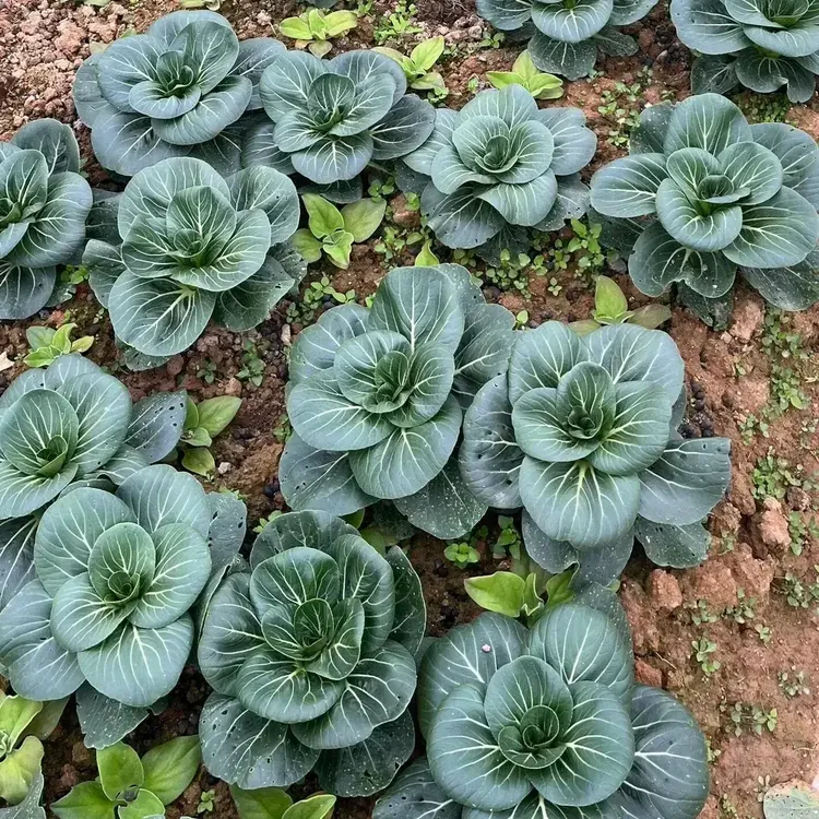 【黑大头苏州青种子】适合庭院阳台种植的青菜种子耐热耐寒四季种植商品图