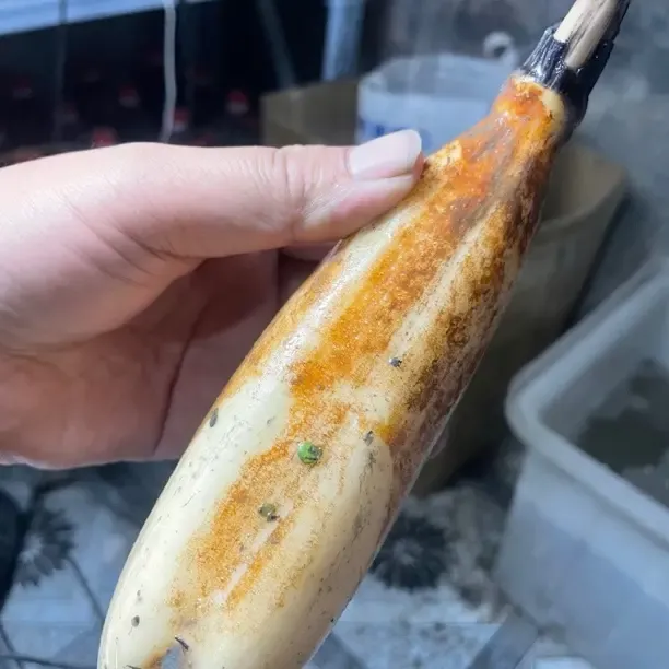 湖北沙湖新鲜脆藕 清炒 凉拌 酸辣 3斤