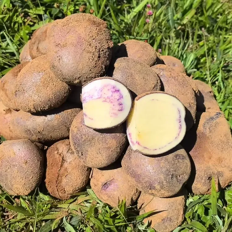 云南昭通大山包新鲜现挖绿色种植软糯香甜小黑土豆