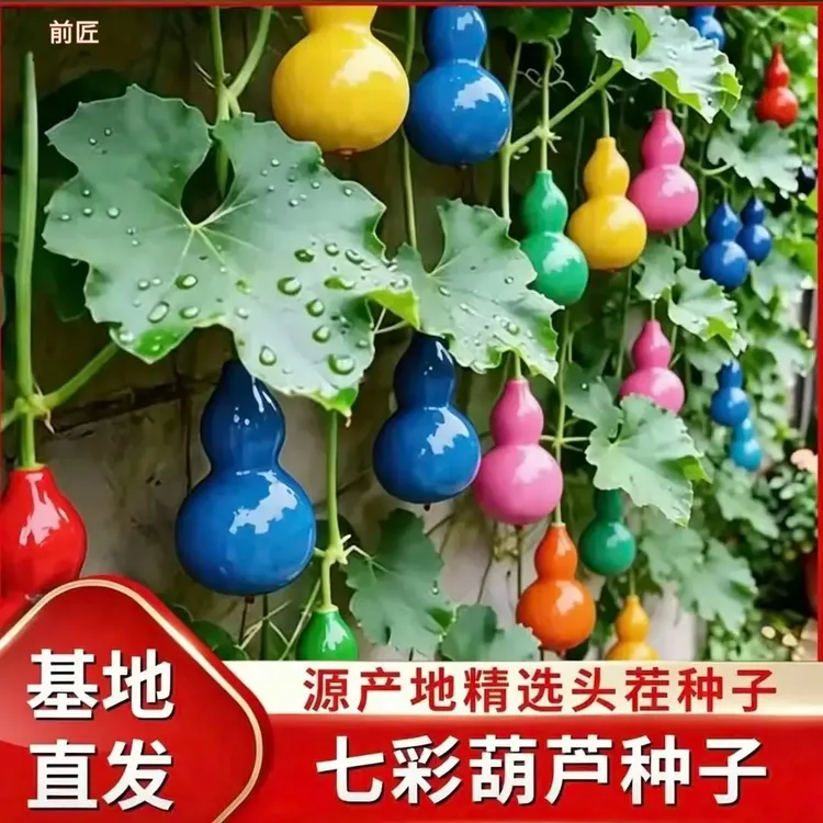 七 彩葫芦种子植物盆栽手捻小葫芦南北方种植好管理商品图