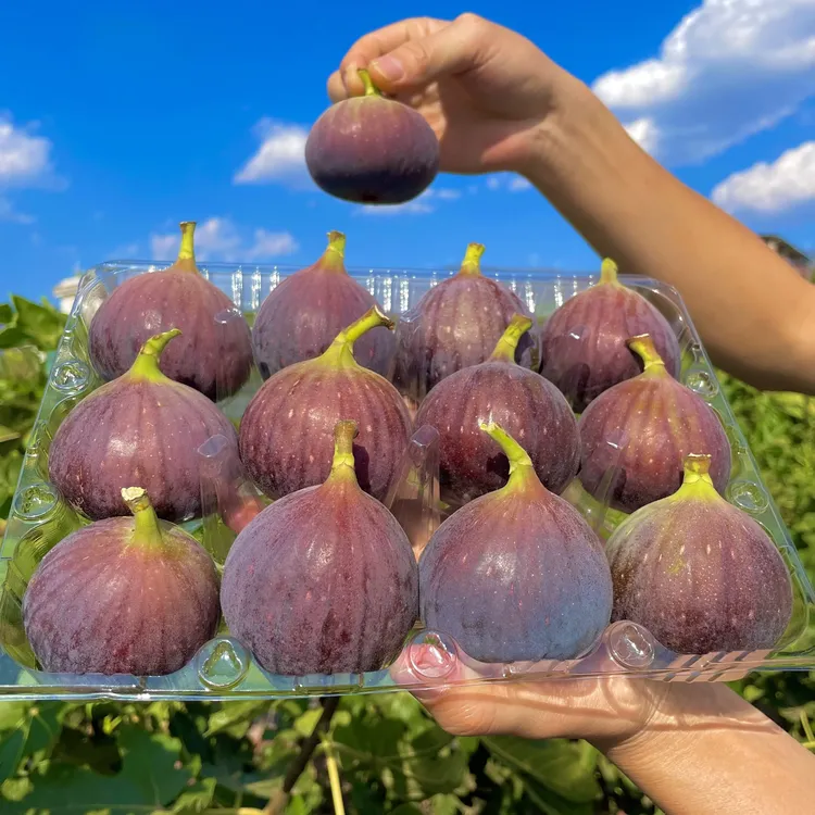 【顺丰空运】云南新鲜无花果鲜果紫皮精选大果3-5斤