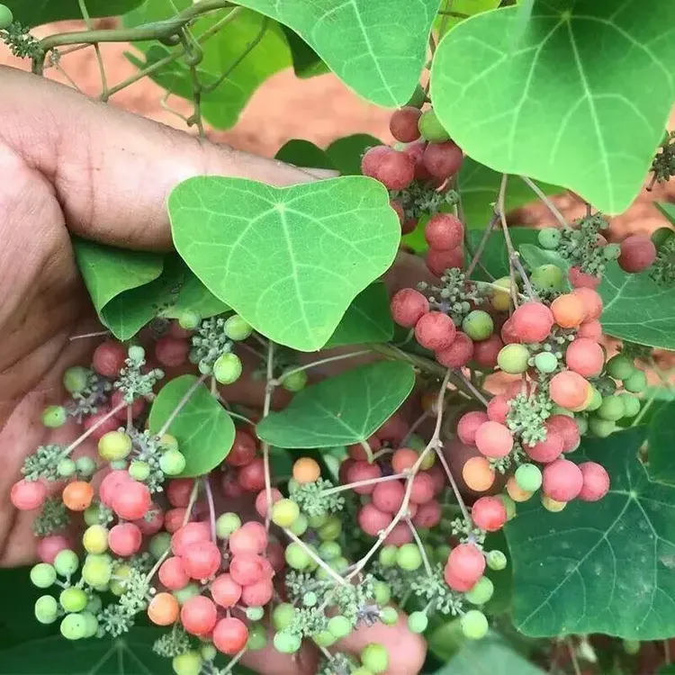 粉防己种子高产驯化粉防己种子中药材种子