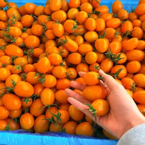 新鲜现摘小番茄口感脆甜顺丰包邮
