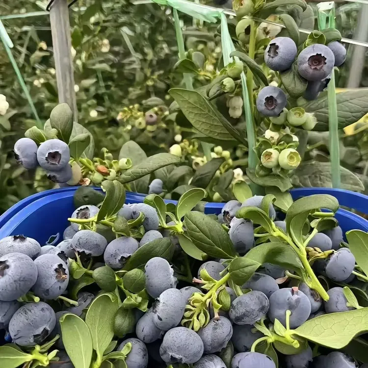 云南抚仙湖花香蓝莓鲜果新鲜现摘
