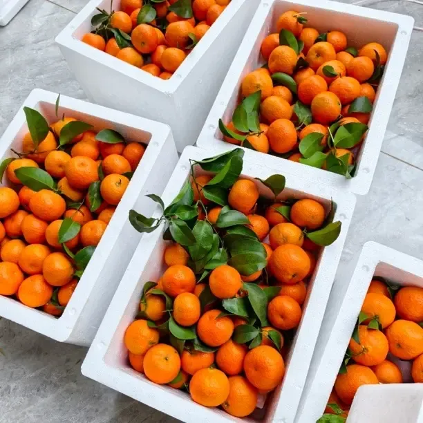 新鲜应季沙糖桔皮薄肉厚多汁香甜产地直发