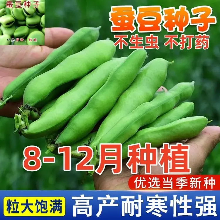 蚕豆种子七星特大蚕豆巨大号罗汉豆种子秋冬季播种早熟耐寒胡豆籽