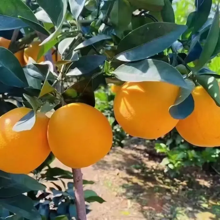 【现摘爆甜】正宗广西脐橙果园直发新鲜水果产地直供香甜多汁