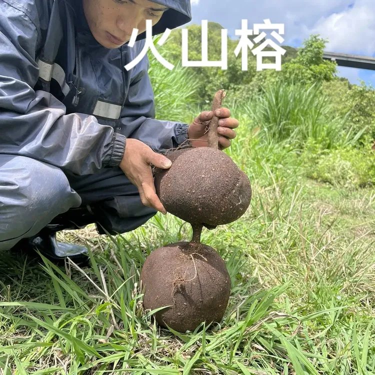 云南网红树萝卜火山榕茶室办公室必备小盆景