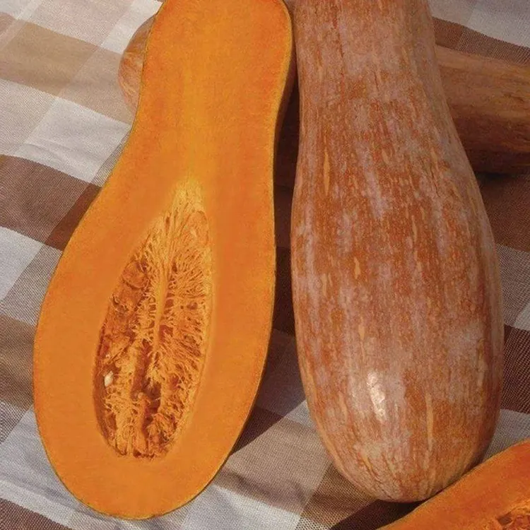 云南蜜本老南瓜现摘 甜糯粉糯板栗味 宝宝辅食农家蔬菜 低脂代餐