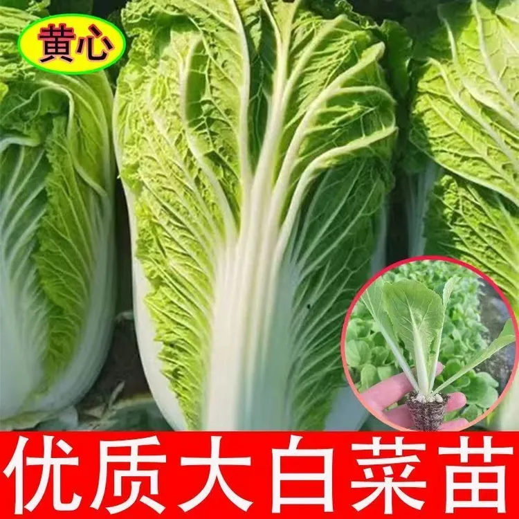 早熟黄心大白菜苗秧苗四季高产抗病盆栽耐寒本地大白菜苗娃娃菜苗
