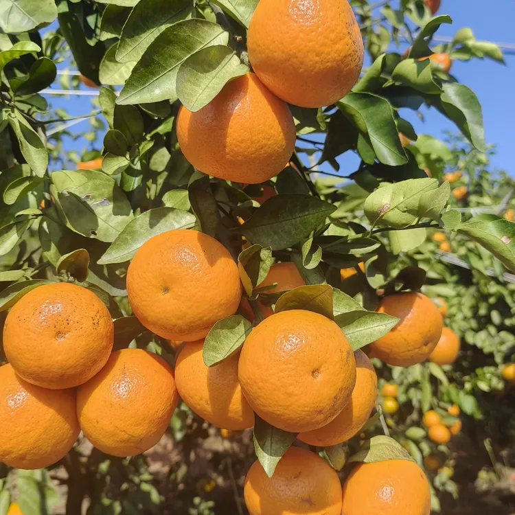 云南哀牢山沃柑，现采现发 ，新鲜采摘 ，正宗精品早熟沃柑