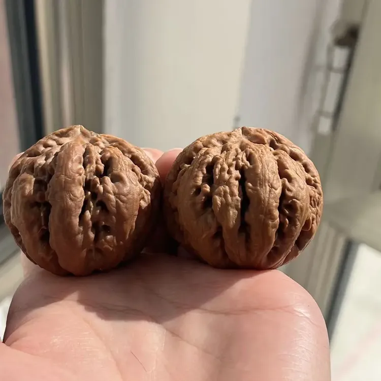 2025年全品霸王龙 尺寸可选