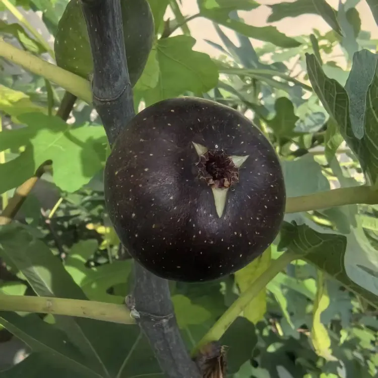 无花果嫁接白头苗