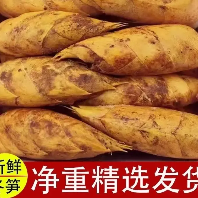 四川现挖新鲜黄泥冬笋高山毛竹笋两头尖鲜嫩脆嫩产地现发时令竹笋