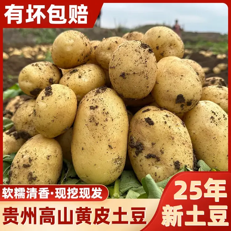 贵州新土豆土豆黄皮土豆大个软糯洋芋马铃薯黄肉土豆黄心当季蔬菜
