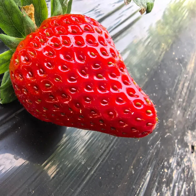 新鲜草莓现摘现发