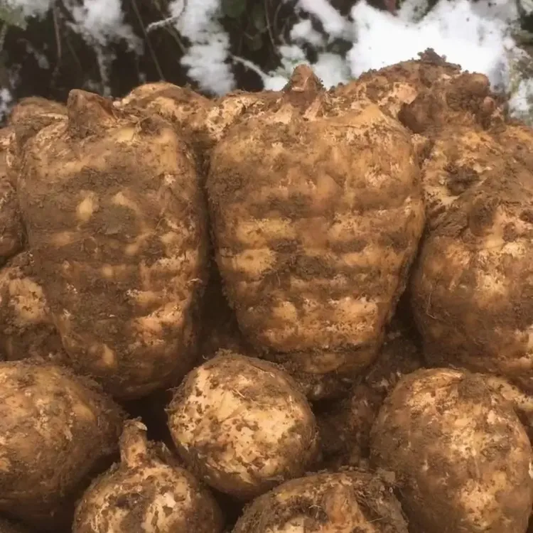 云南昭通小草坝高山种植新鲜乌天麻带土发货坏果包赔