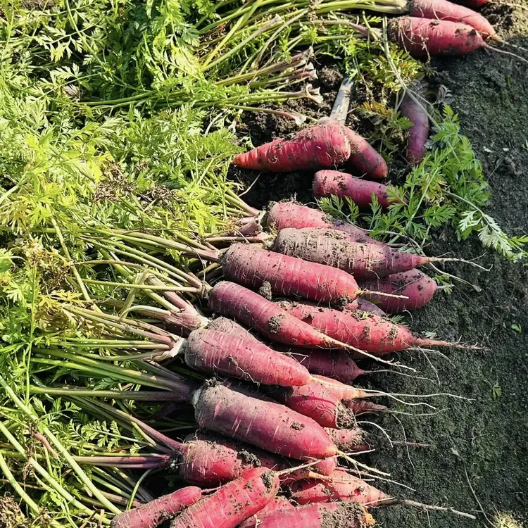 2025农家现挖现卖本地红胡萝卜带泥红萝卜新鲜现拔农家蔬菜纯天然