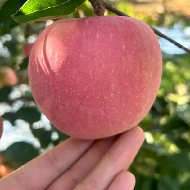 正宗烟台栖霞红富士苹果产地直发脆甜多汁新鲜水果