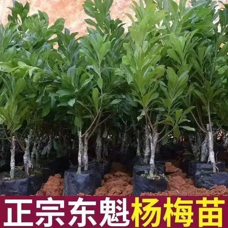 东魁杨梅树树苗梅苗特大南方北方种植地栽当年结果杨梅苗当年结果