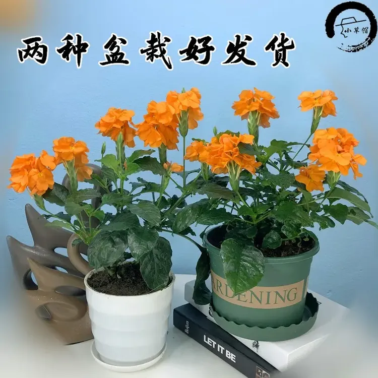鸟尾花盆栽阳台庭院宿根多年生开花木本植物花期好养耐热原土发货