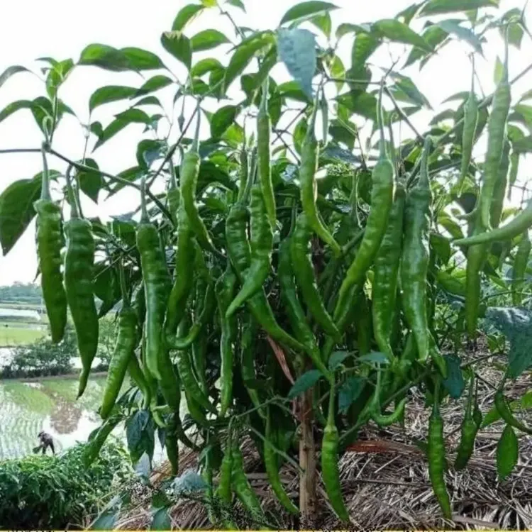 老品种辣椒苗本土青椒苗红椒高产辣妹子超辣高产春季四季蔬菜种苗
