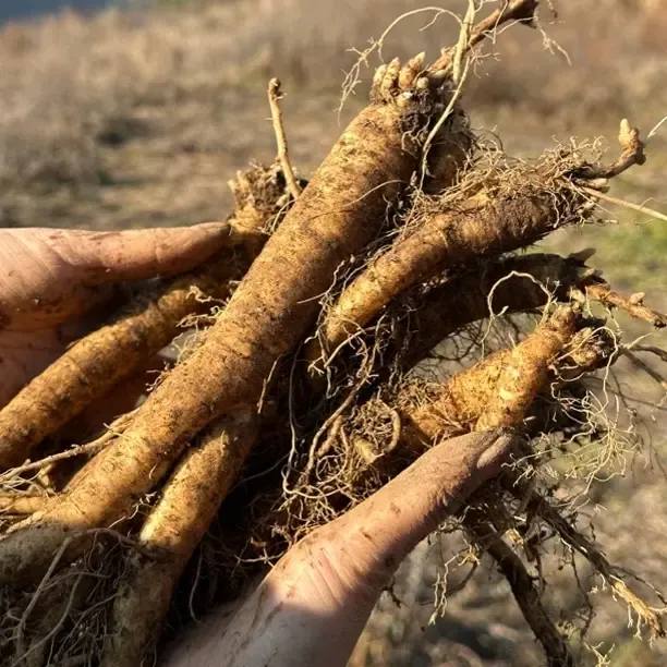 2025年贵州高山新鲜出土臭参带泥发货