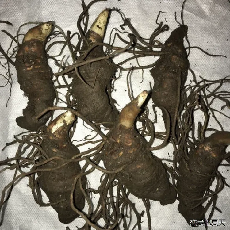 【Han1】云南正宗滇重楼苗 华重楼苗七叶一枝花高杆滇重楼芽头